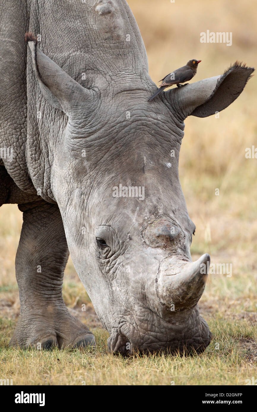 White Rhino grazing, Lake Nakuru Nationalpark, Kenya. Stock Photo
