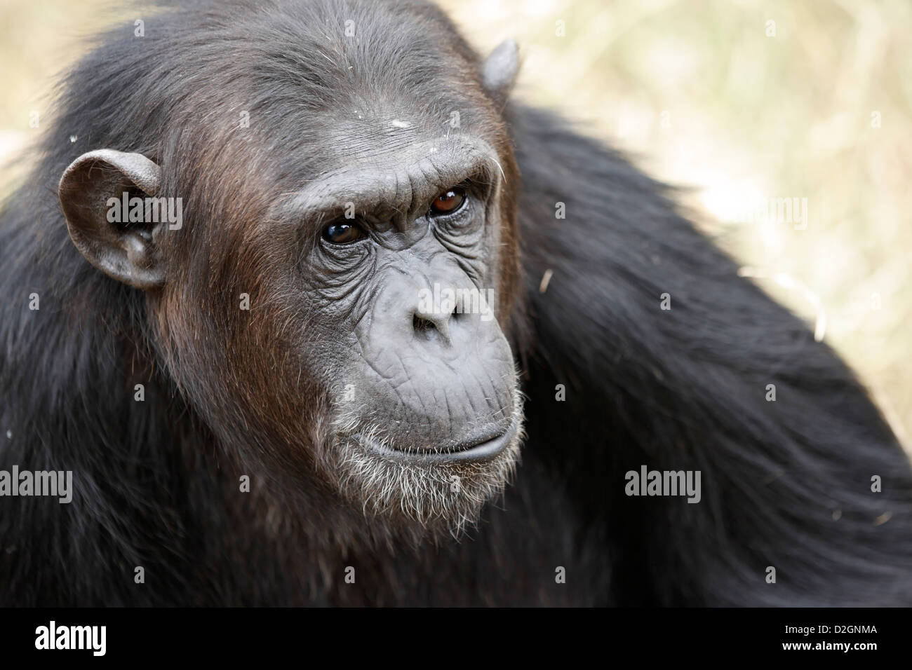 Portait of a Chimpanzee,  Pan troglodytes at Sweetwaters Chimpanzee Sanctuary, Kenya Stock Photo