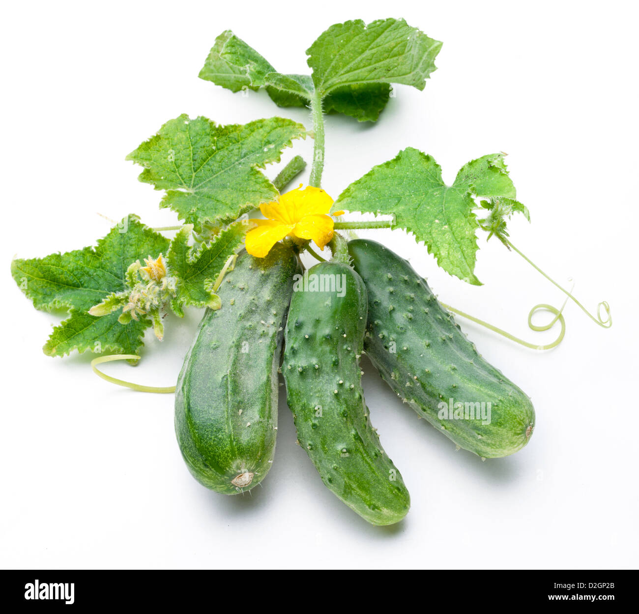 Cucumbers with leaves on white background Stock Photo Alamy