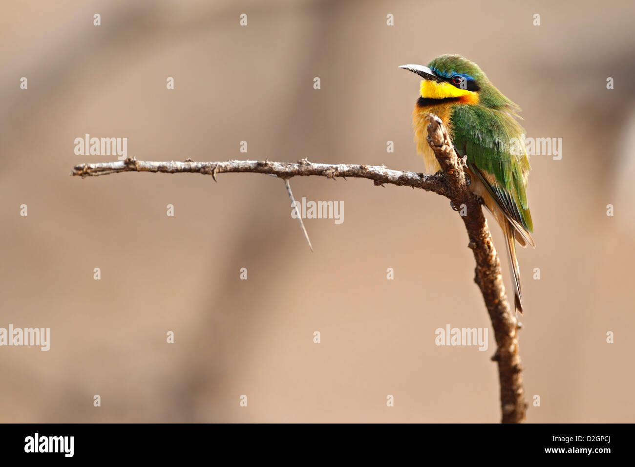 Little Bee-eater sitting on branch, Samburu National Reserve, Kenya. Stock Photo