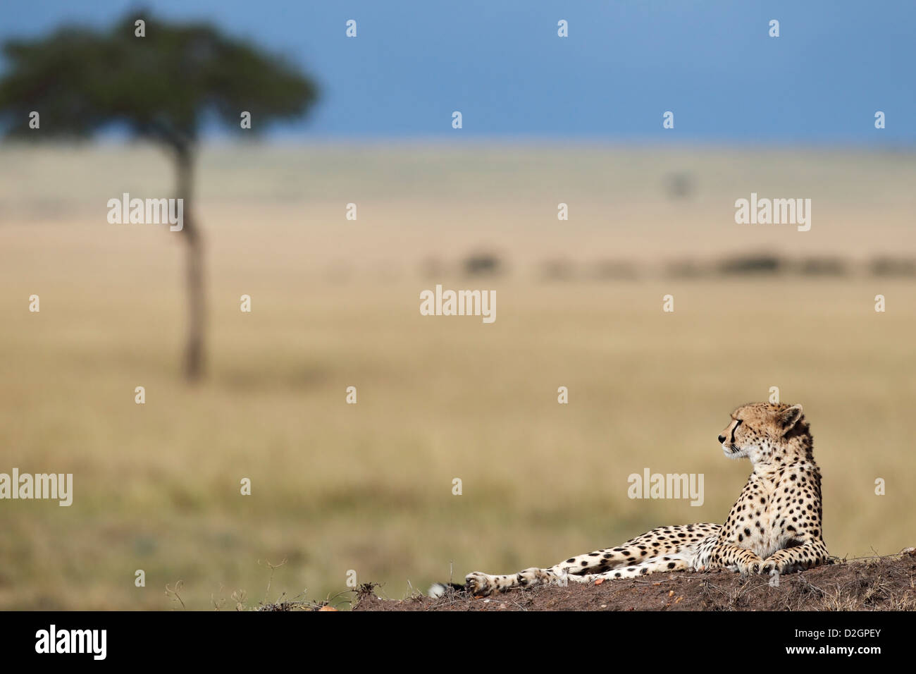 Cheetah lying on termite mount overlooking the Masai Mara, Kenya. Stock Photo