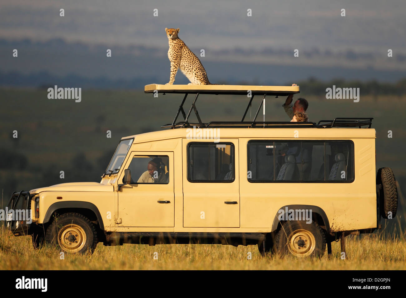 Cheetah sitting on top of a Safari vehicle scanning the landscape - Masai Mara Game Reserve, Kenya. Stock Photo