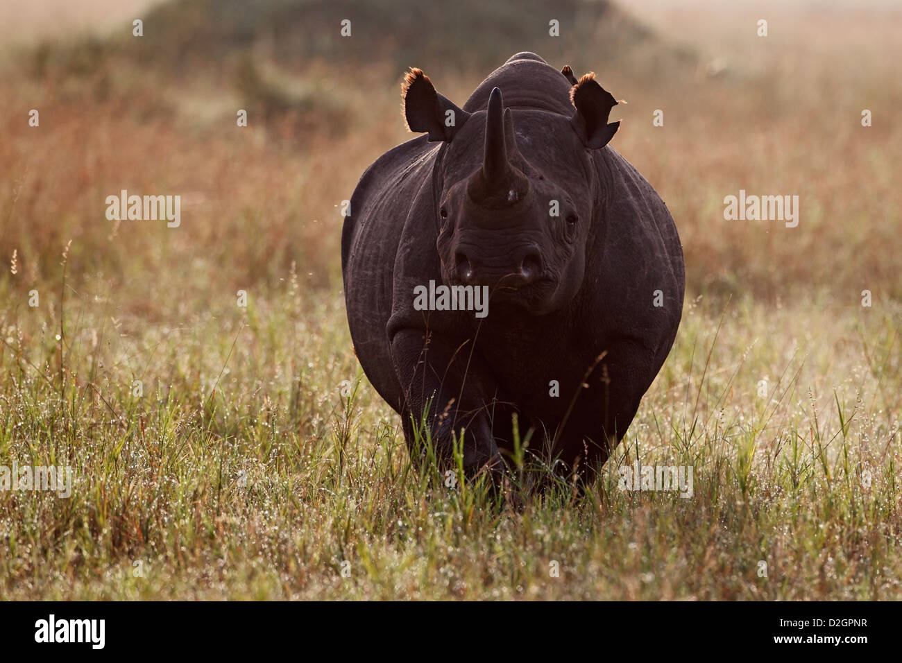 Black rhinoceros, Diceros bicornis, Masai Mara Reserve, Kenya Stock ...