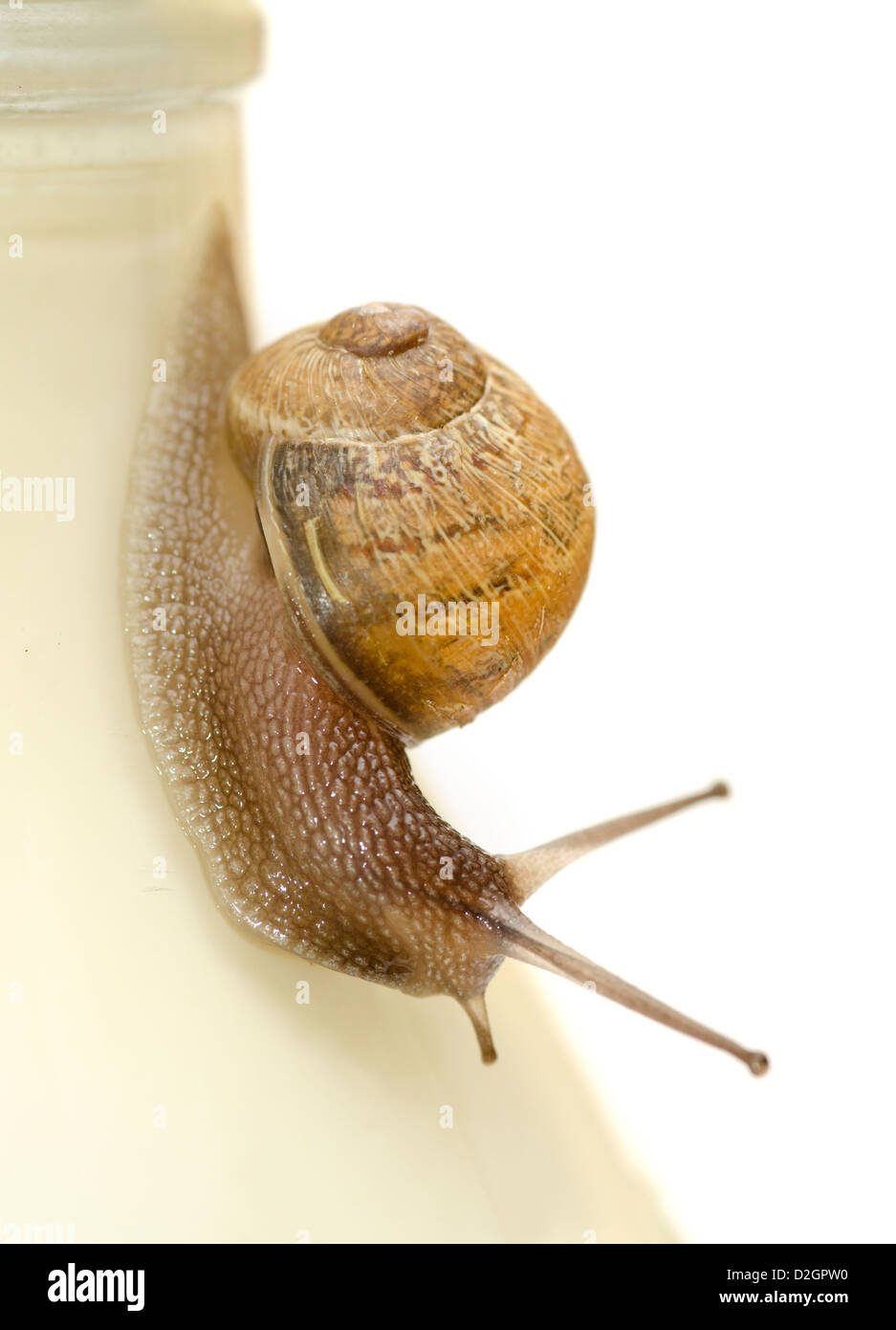 Snail on milk bottle Cornu aspersum Stock Photo