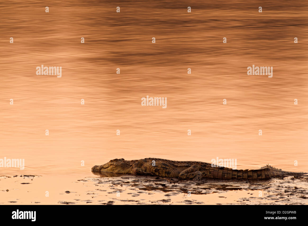 Nile crocodile resting on sandbank of the Luangwa river, South Luangwa National Park Zambia. Stock Photo