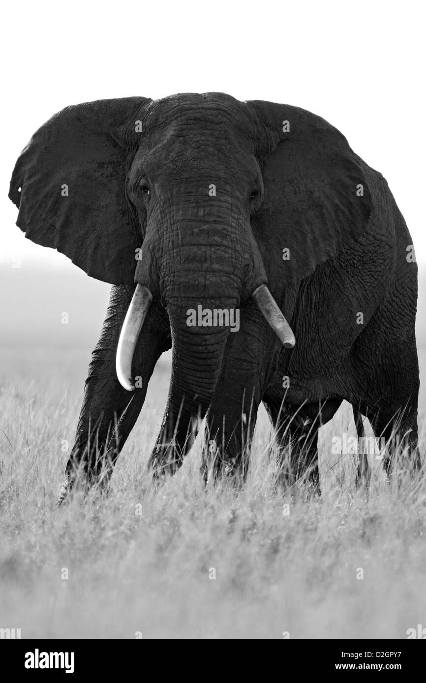 African elephant bull, big bull, massive, Masai Mara Game Reserve, Kenya, Kenia. black and white Stock Photo