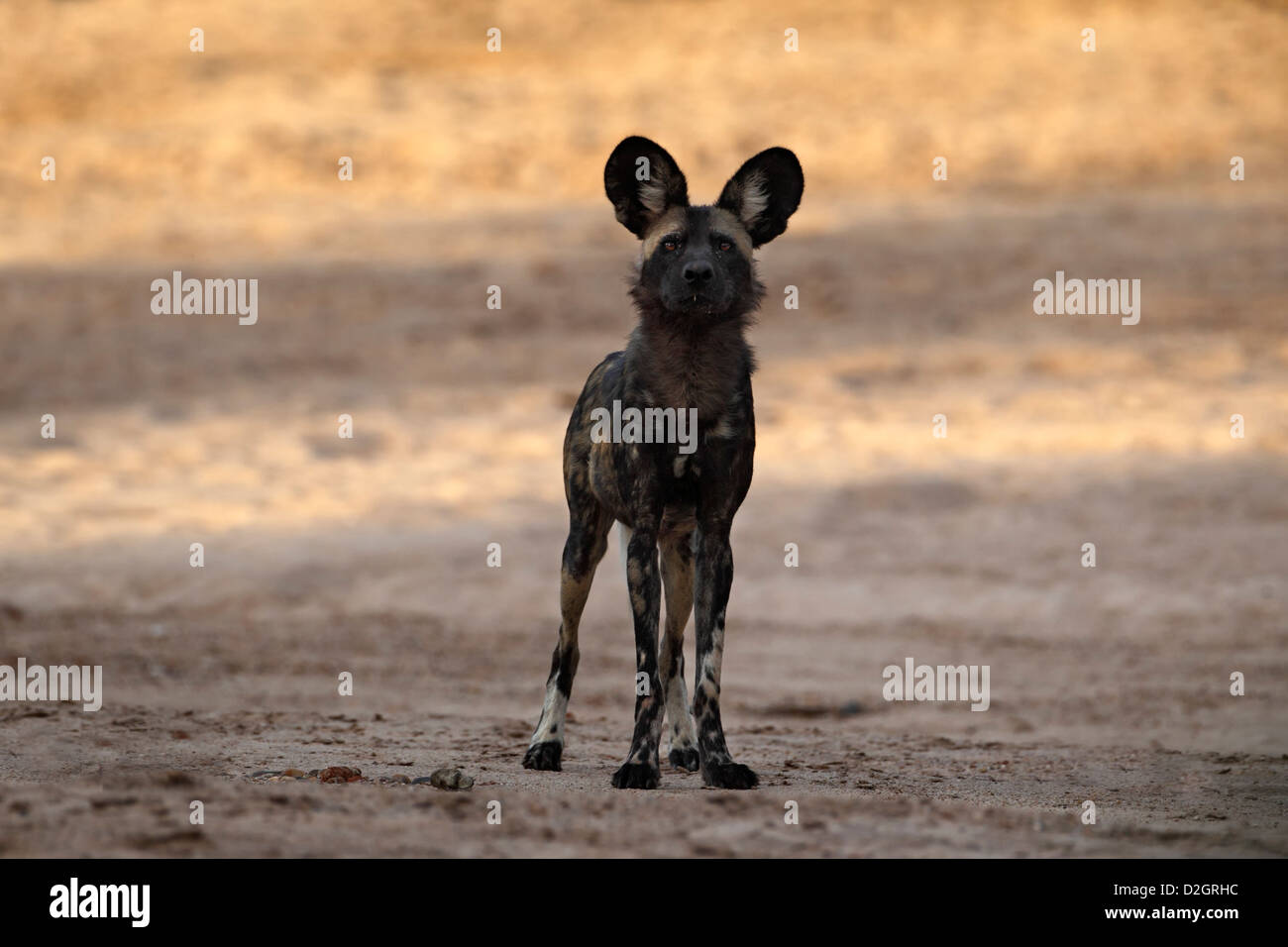 Wild dog, Mana Pools National Park, Zimbabwe, Simbabwe, standing in river-bed. Stock Photo
