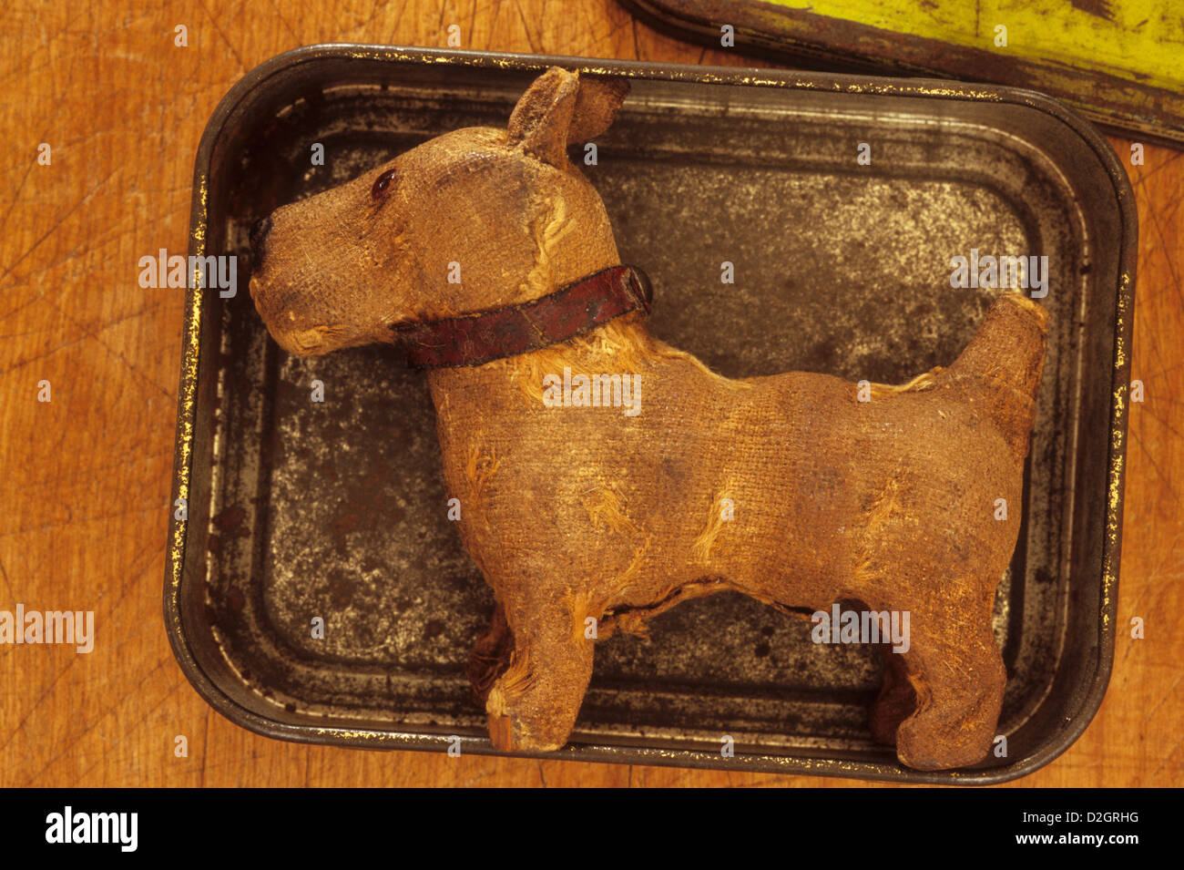 Linen and papier-mache 1930s small dog with collar lying in warm light on lid of tobacco tin Stock Photo