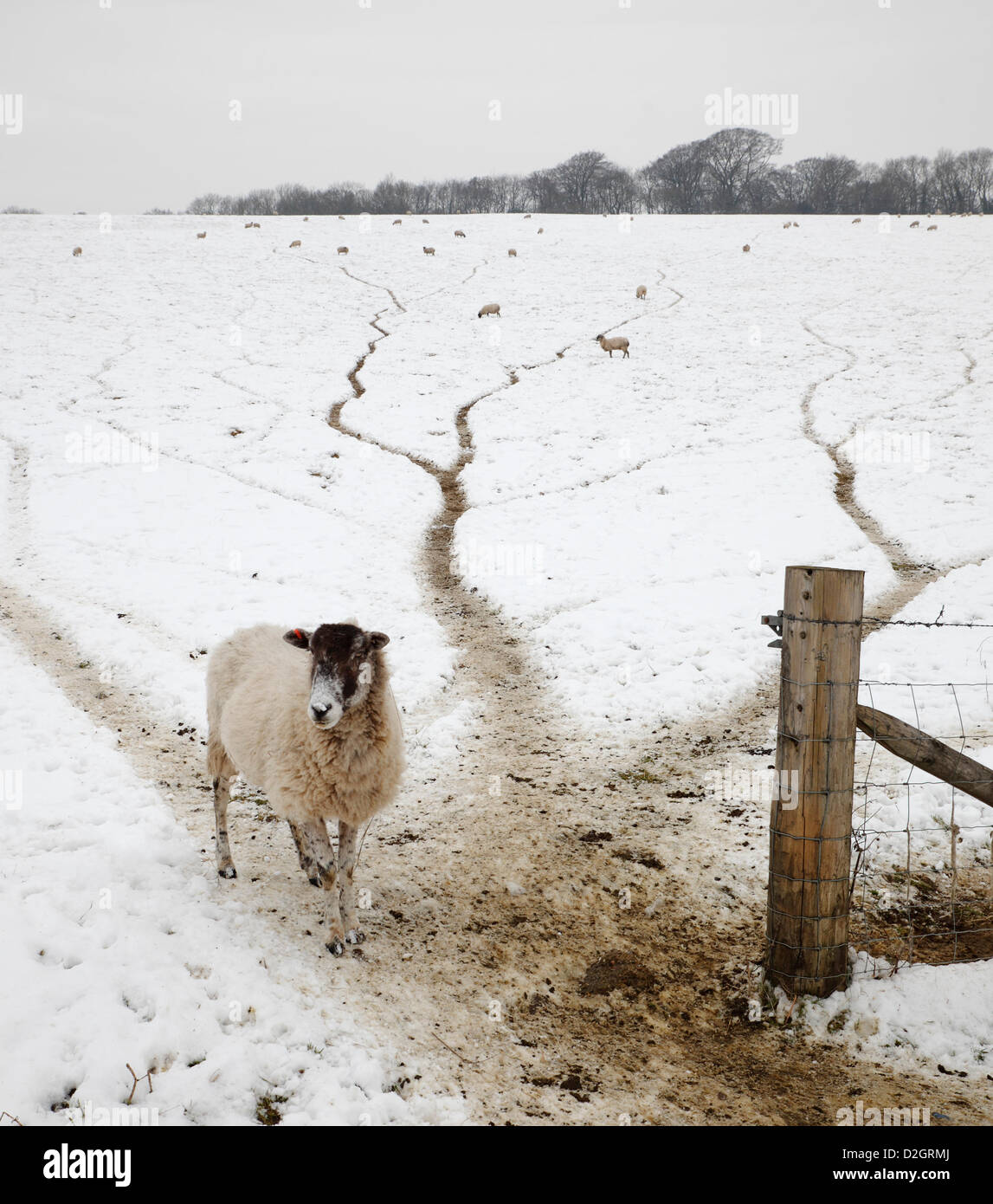 23rd January 2013. Field of sheep struggling with the snow in winter weather conditions. North Downs, Biggin Hill, Kent, England, UK. Stock Photo