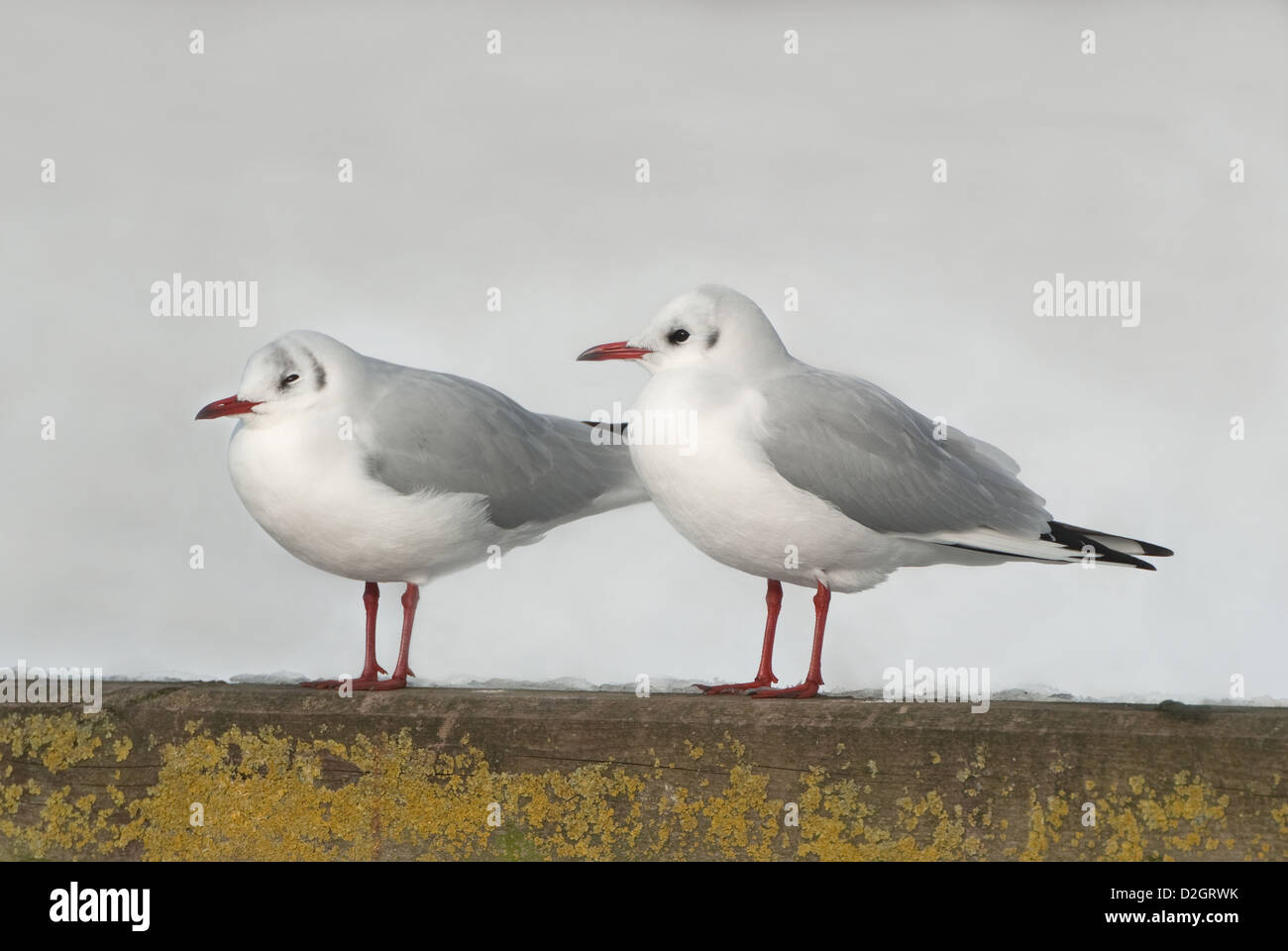 Black-headed Gulls perched on fence in winter Stock Photo