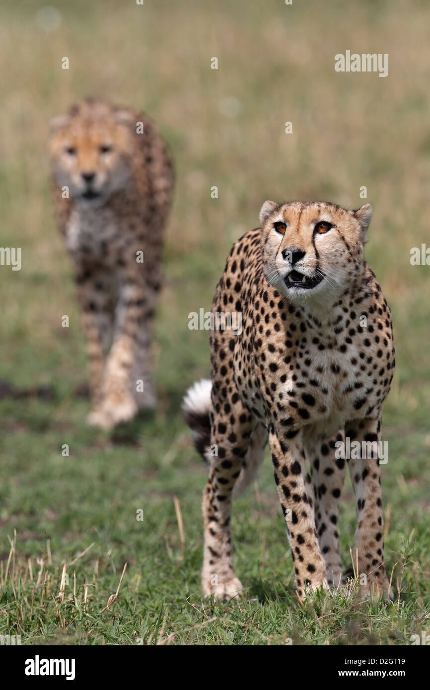 Two Cheetahs in the Masai Mara Game Reserve, Kenya. Stock Photo