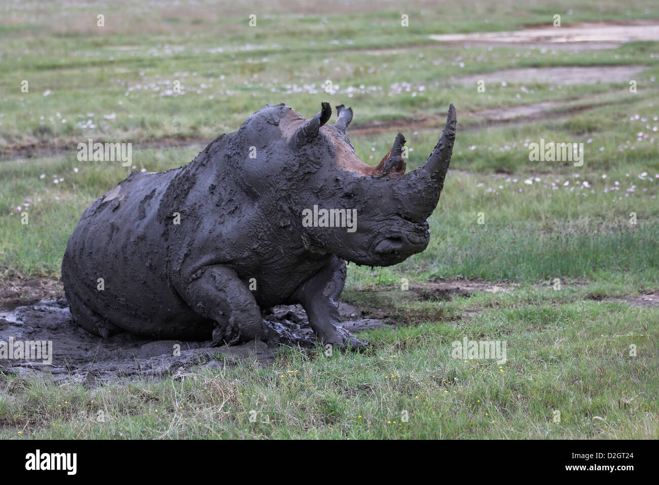 White Rhino mud bathing, Lake Nakuru Nationalpark, Kenya. mud, muddy, clay Stock Photo