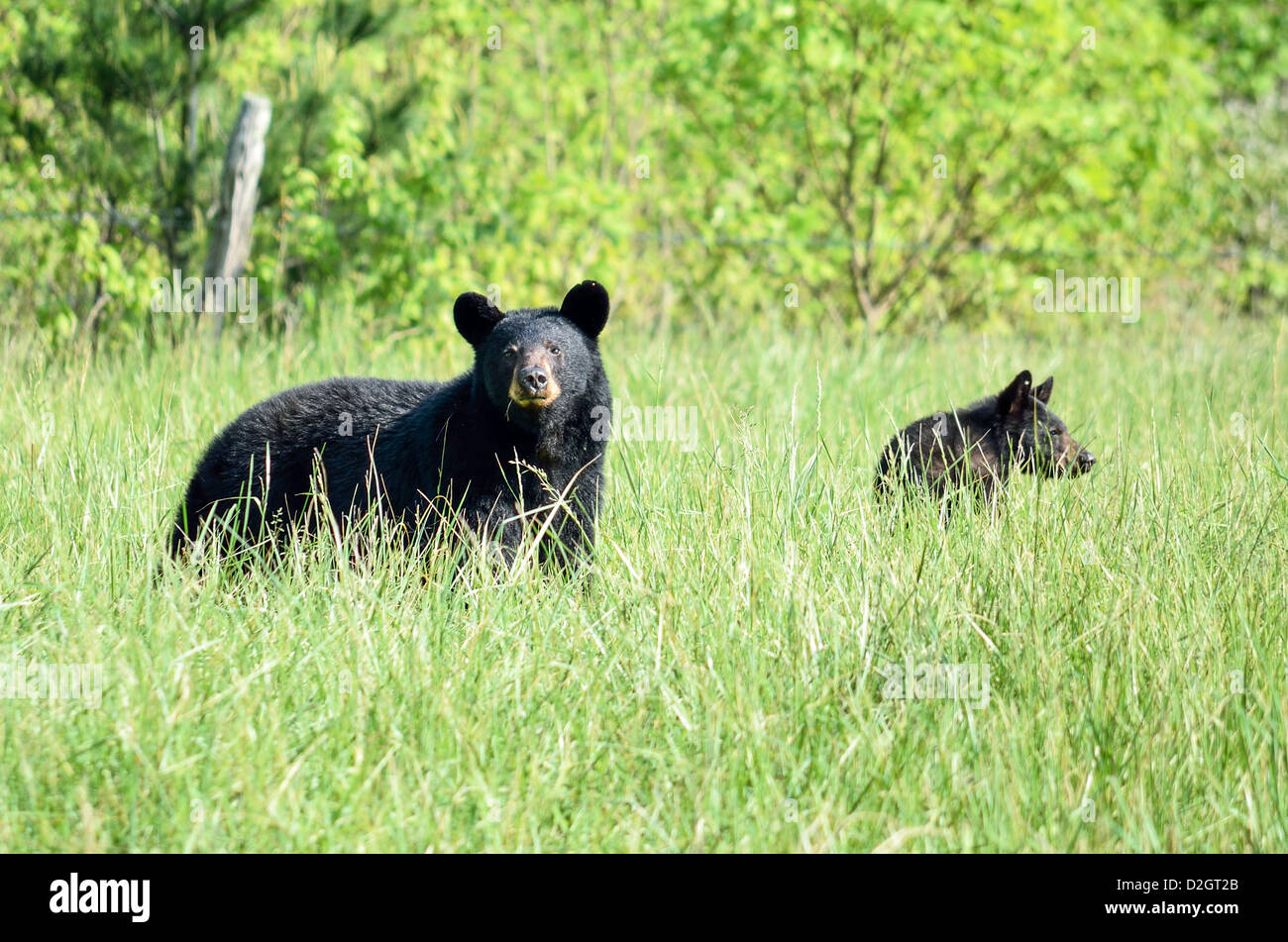 A black bear mother and cub in the fields in Cades Cove in the Smoky Mountains National Park in Tennessee. Stock Photo