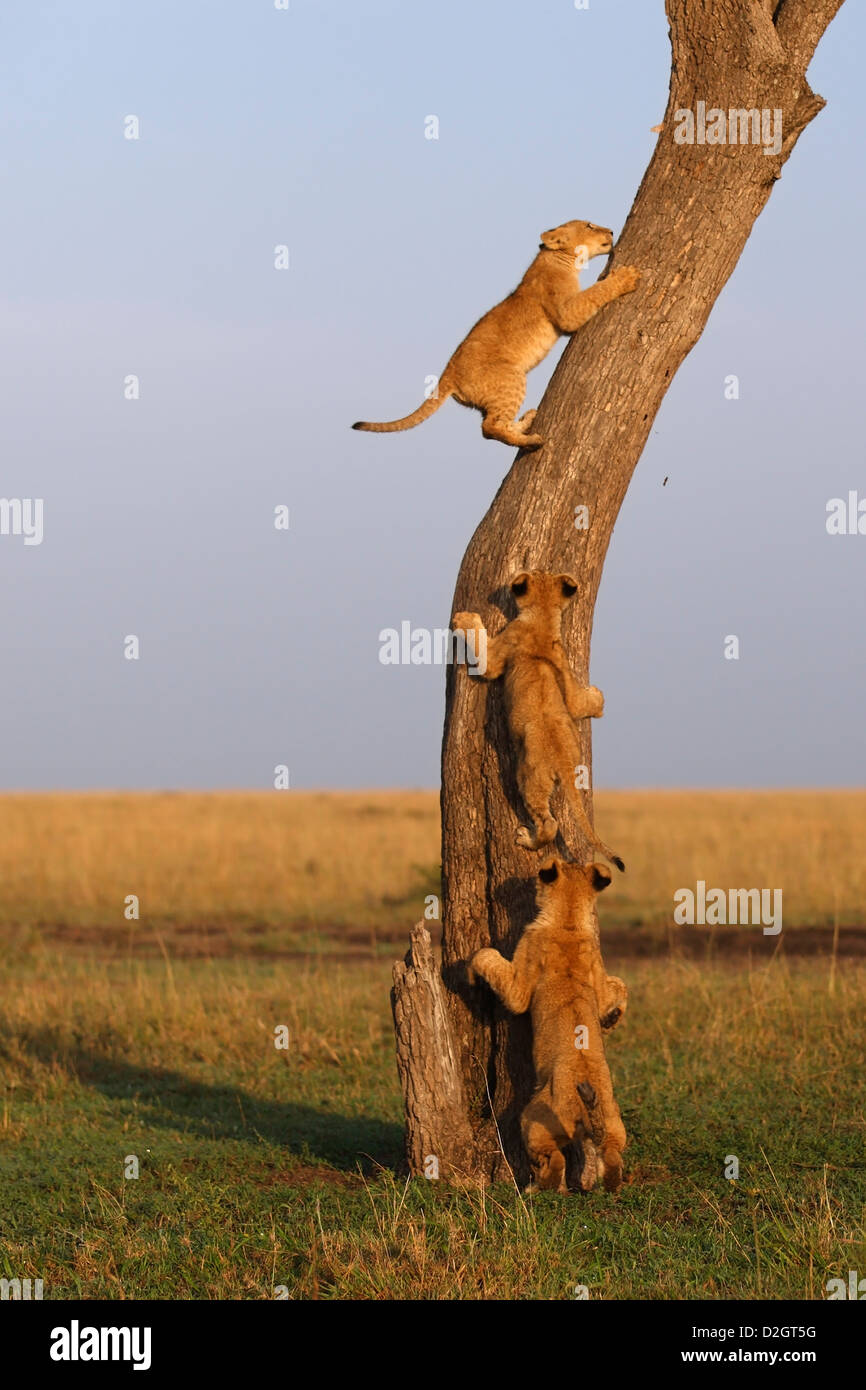 three lion babies climbing up a tree,  Kenya. Young lions climbing tree, playing, cute, amazing, exercising Stock Photo