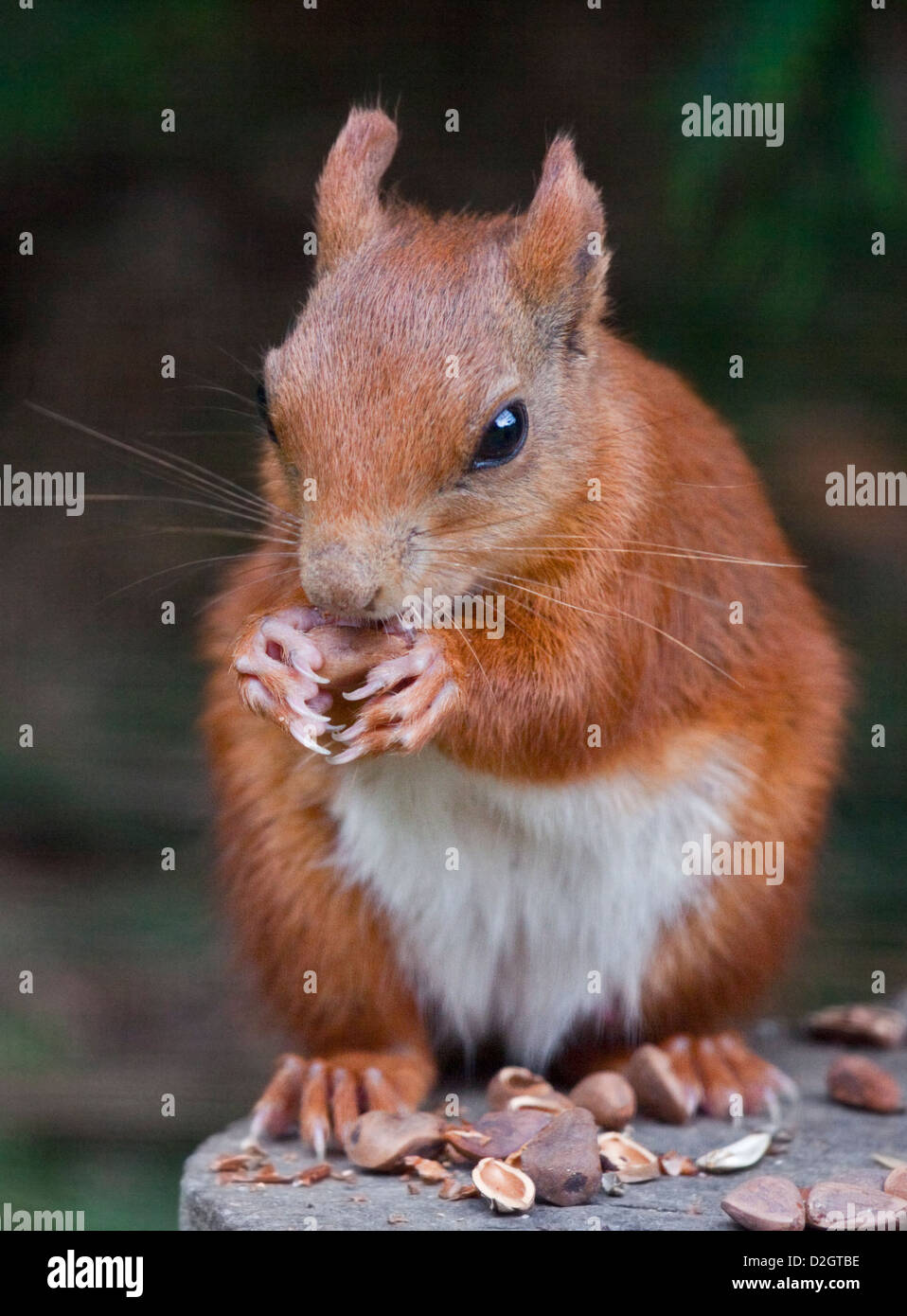 European Red Squirrel (sciurus vulgaris) eating nuts Stock Photo