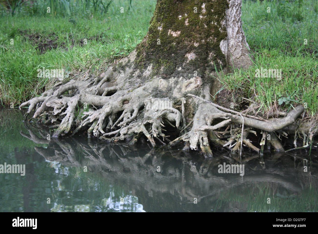 Tree roots growing out of a canal in the Marais Poitevin near Coulon, department of Deux-Sevres, Poitou-Charentes, France Stock Photo
