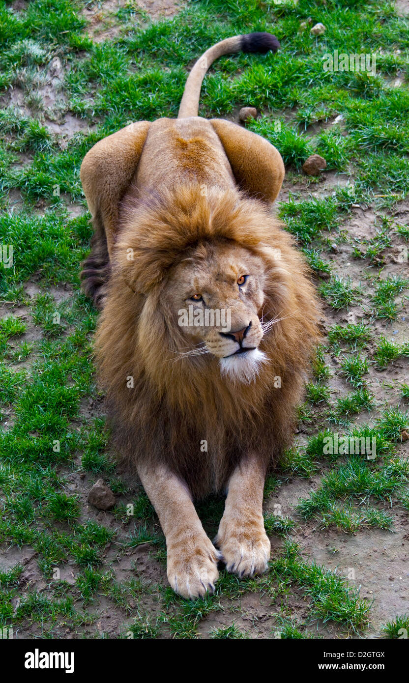 Maned lion panthera leo hi-res stock photography and images - Alamy