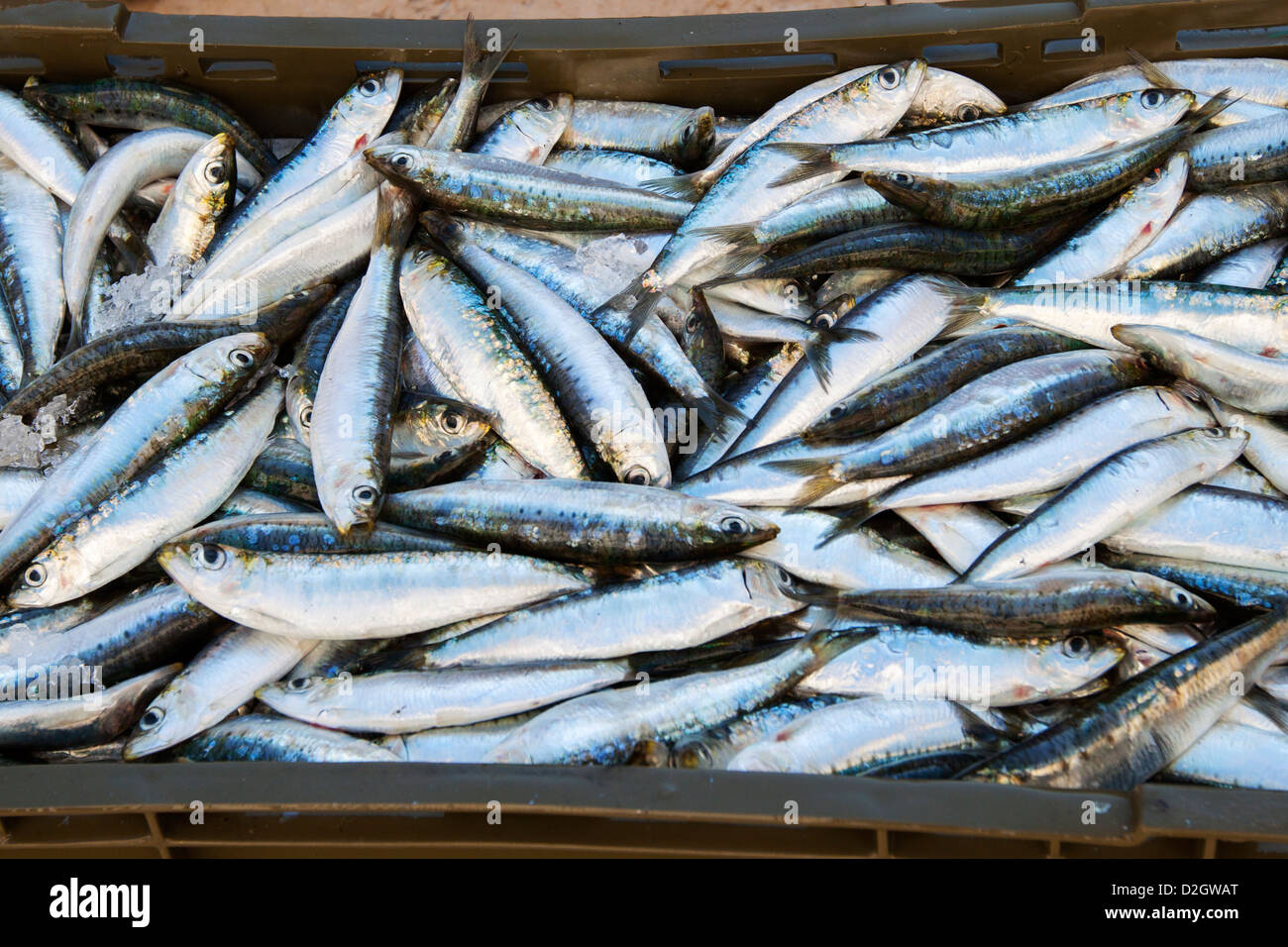 A box of freshly caught fish Stock Photo