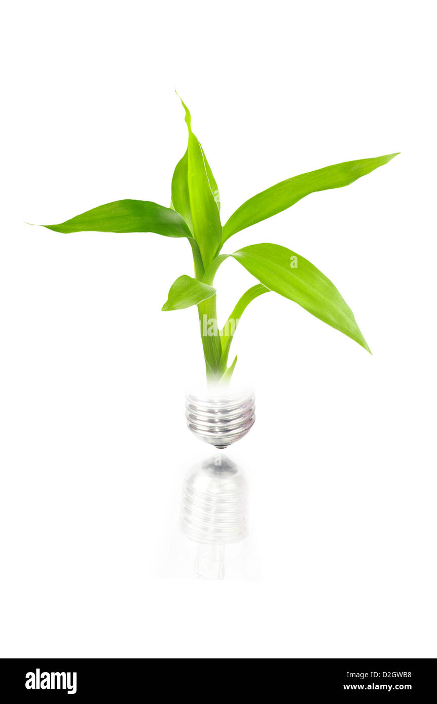 eco concept: light bulb with plant inside isolated on white Stock Photo ...