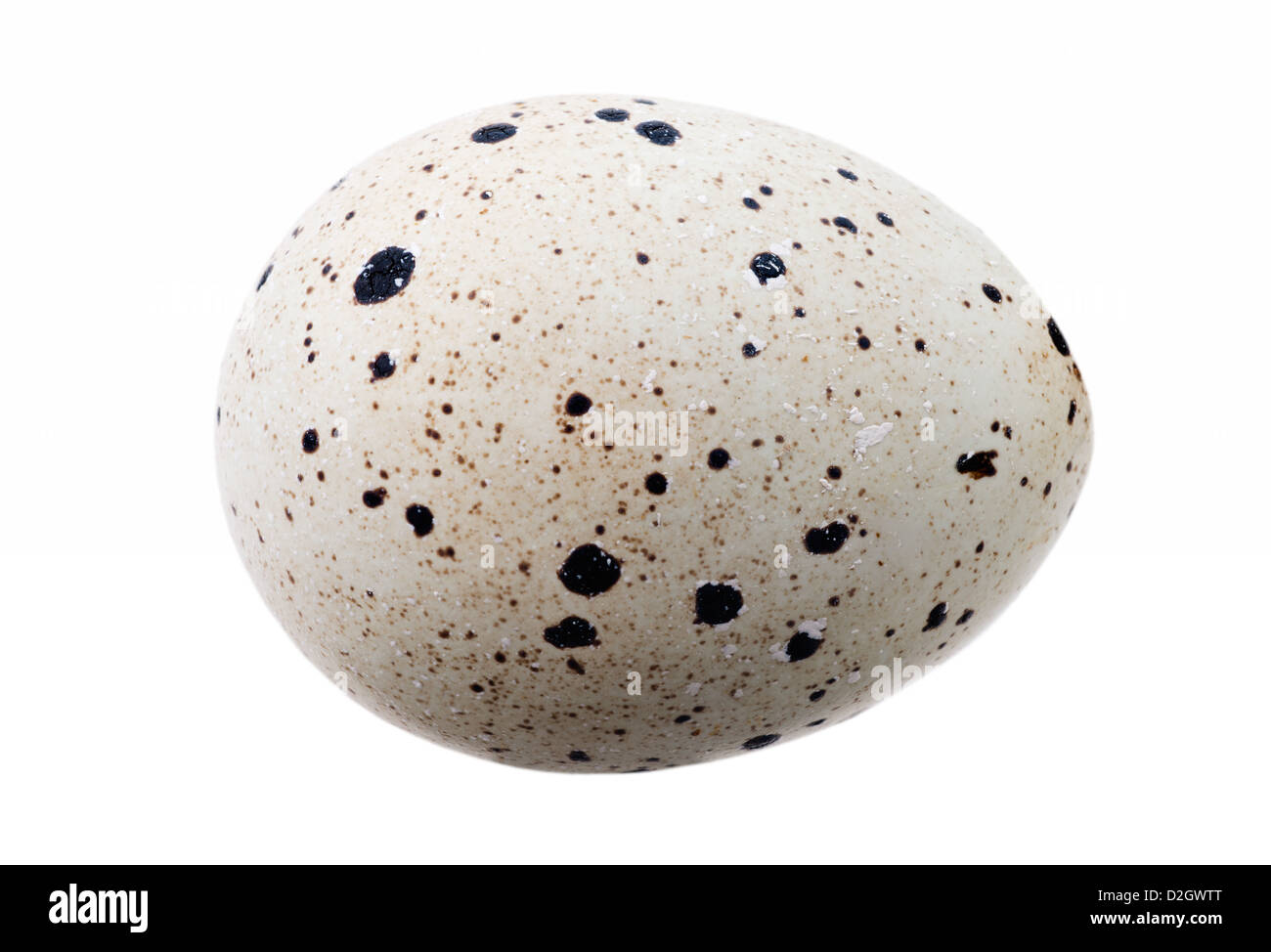 Food: single quail egg, isolated on white background Stock Photo