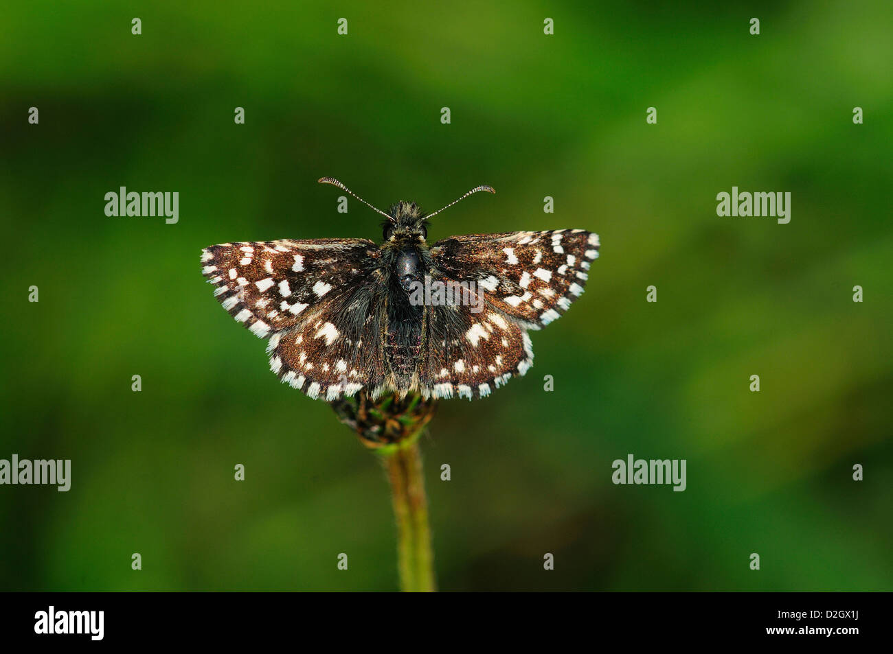 A grizzled skipper at rest Stock Photo
