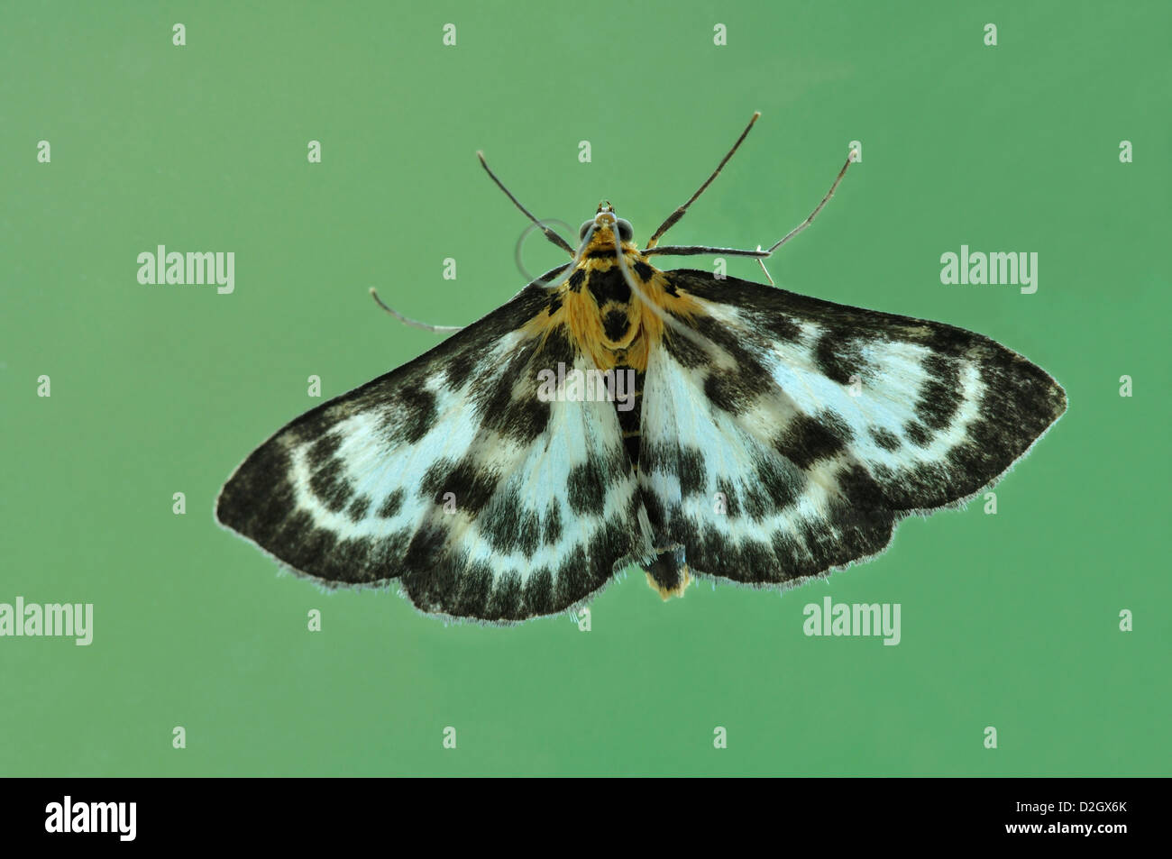 A small magpie moth on a plain background Stock Photo