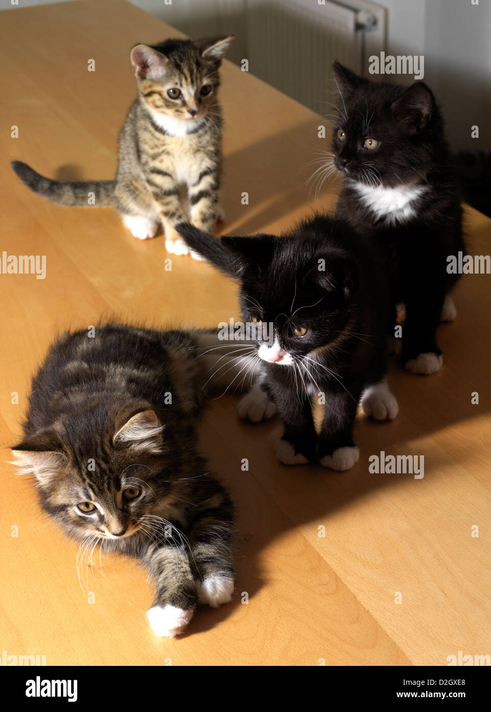 Litter of Kittens Eight Weeks Old Black and White and Tabby Stock Photo Alamy