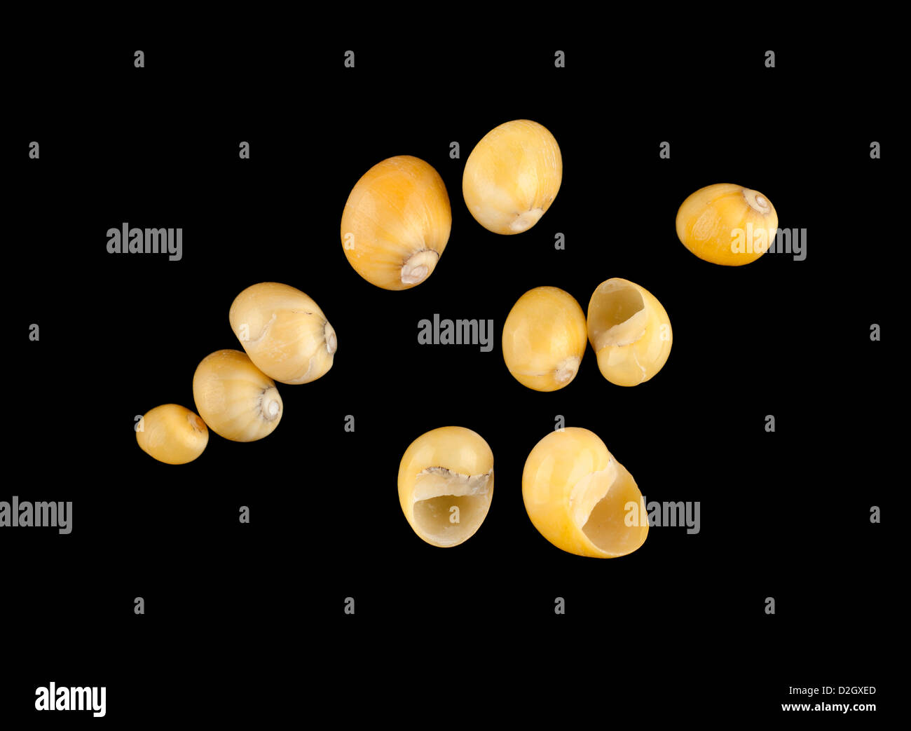 Yellow baby Moonsnail shells Naticoidea Stock Photo