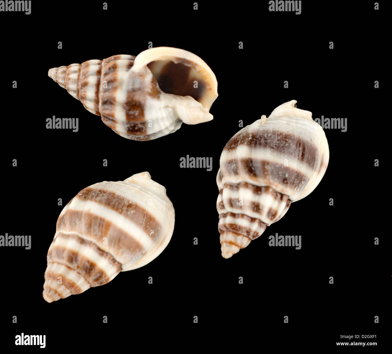 Banded Nassa Persica  Shells Stock Photo