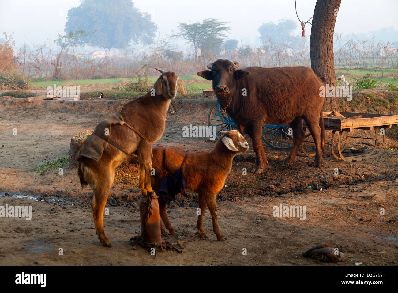 India, Uttar Pradesh, Agra, Farmyard animals in farm area Stock Photo
