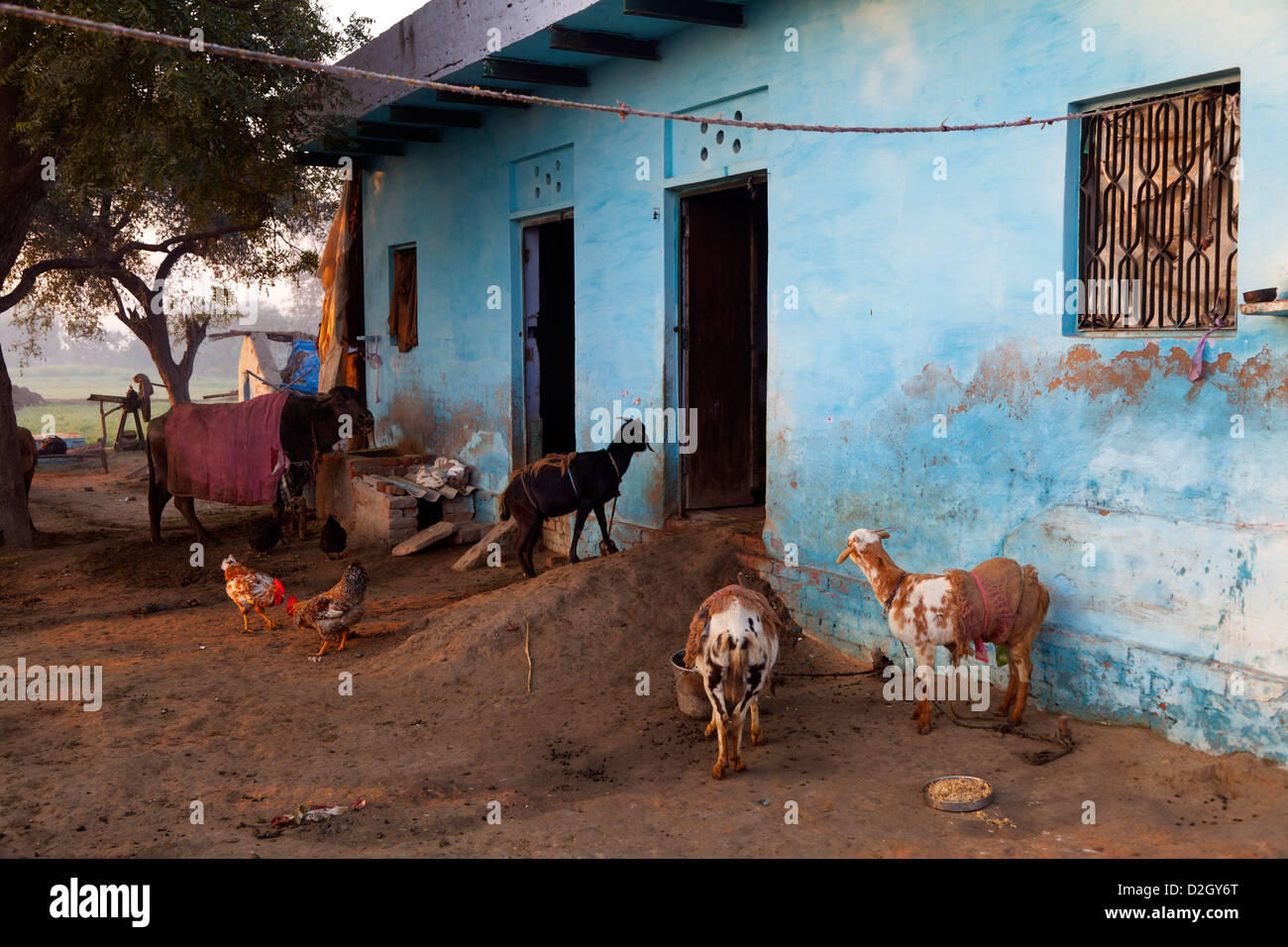 India, Uttar Pradesh, Agra farm and farmyard animals Stock Photo