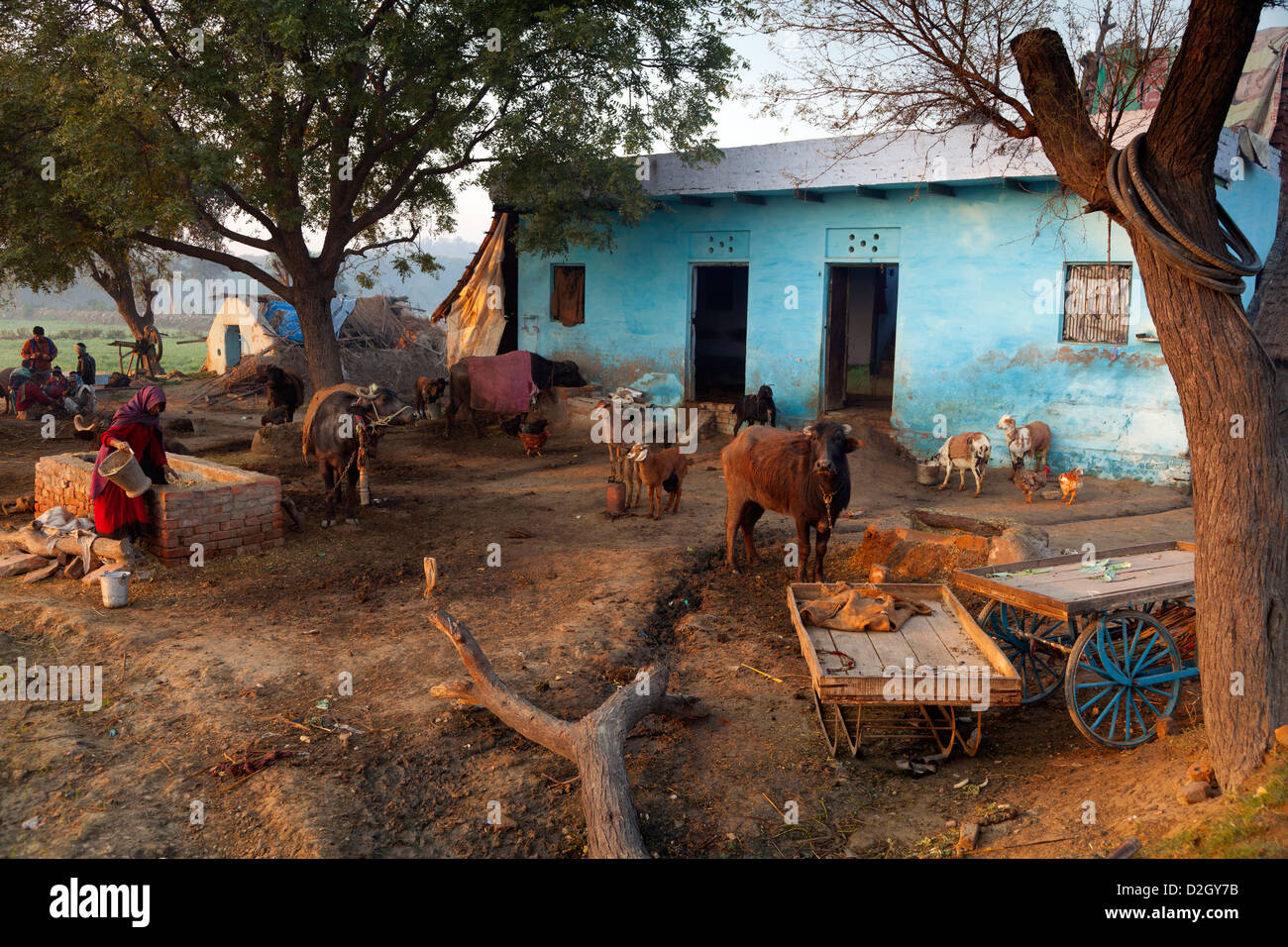 India, Uttar Pradesh, Agra farm and farmyard animals Stock Photo Alamy