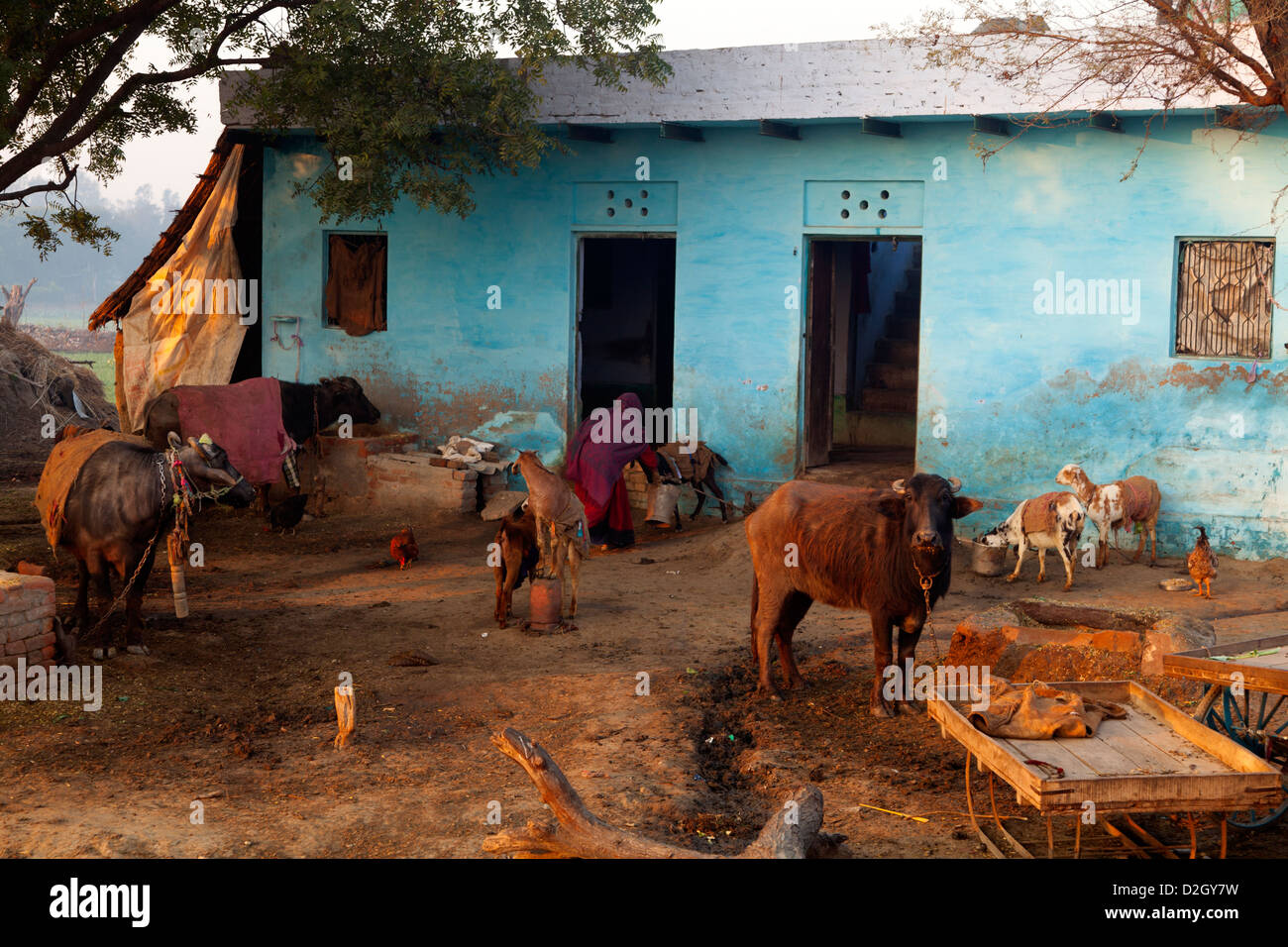 Indian farm animals hi-res stock photography and images - Alamy Indian farm animals hi-res stock photography and images - Alamy