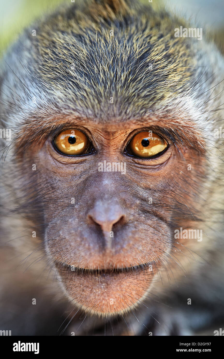 Portrait of curious monkey with bright eyes looking in camera. Crab-eating macaque or the long-tailed macaque Stock Photo