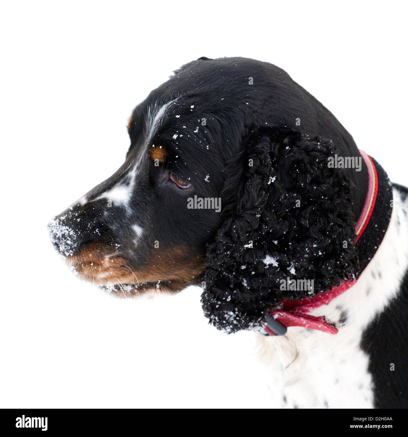 A springer spaniel dog looking at the snow waiting for his next  chance to play and have fun chasing snowballs, a favorite game. Stock Photo