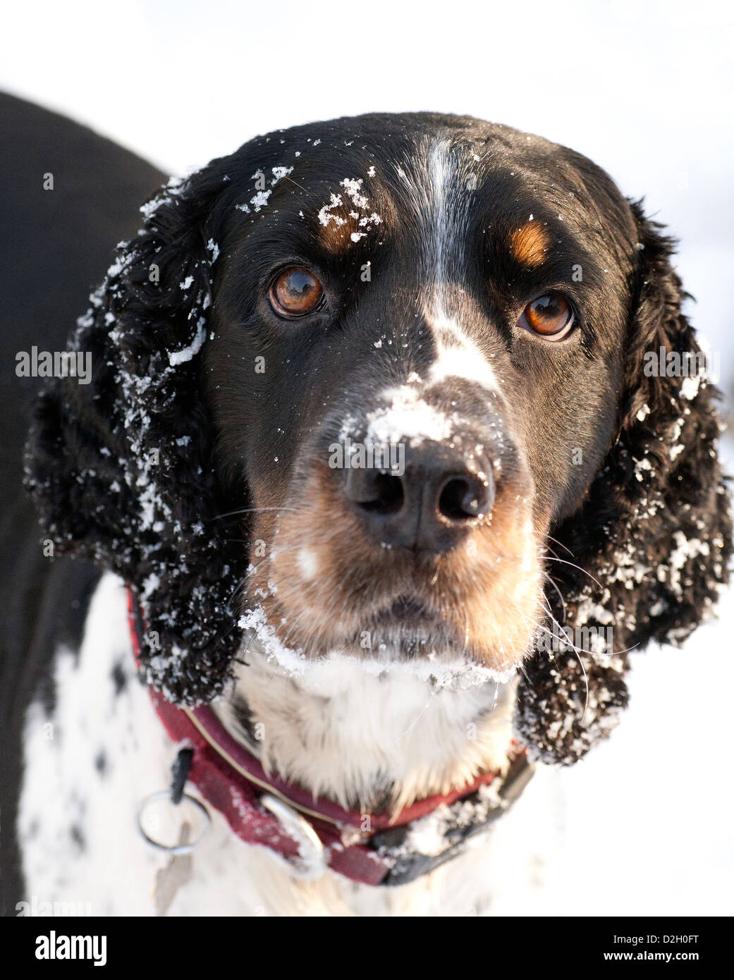 Snow Puppy, springer spaniel shaking snow off his coat Stock Photo Alamy
