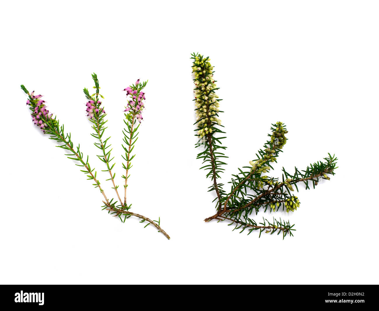 White & Pink Heather Stock Photo Alamy