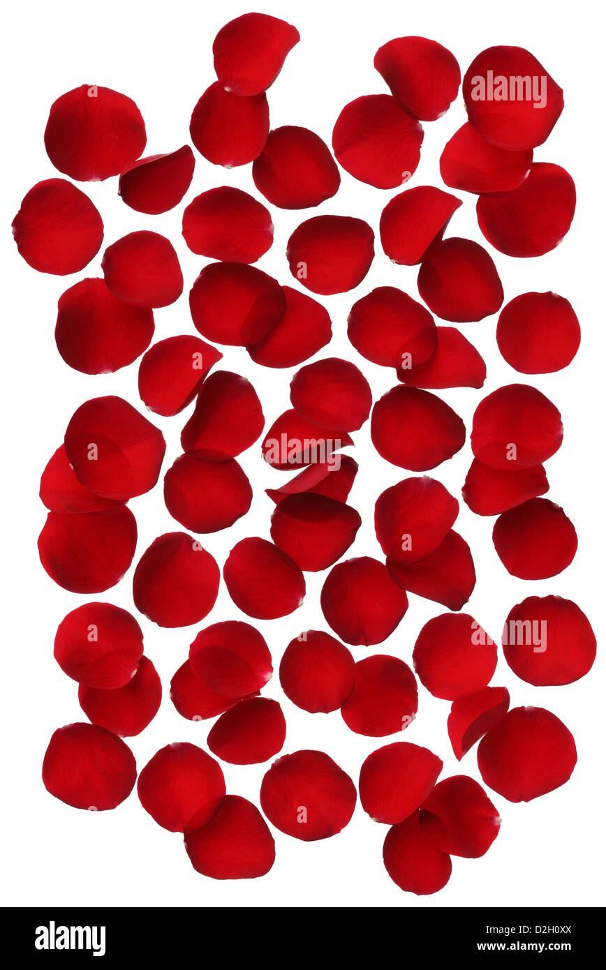 Rose petals hires stock photography and images Alamy
