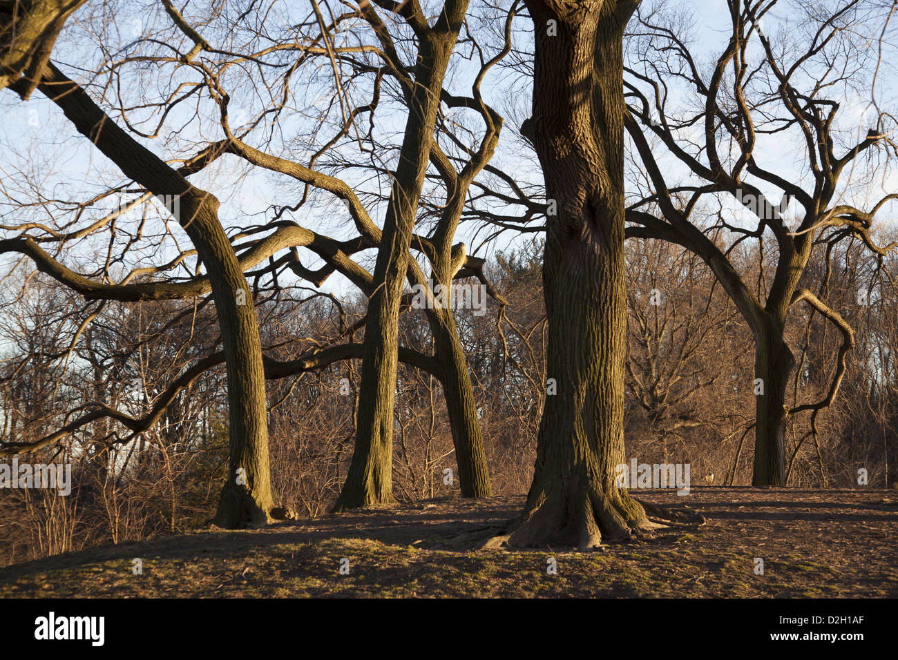 Trees show off their skeletal shapes during the winter months. Prospect Park, Brooklyn, NY. Stock Photo