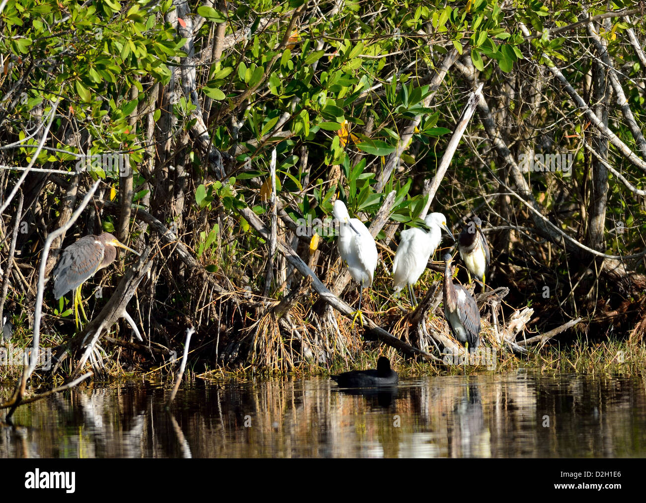 Water birds gathering near a pond. The Everglades National Park, Florida, USA. Stock Photo