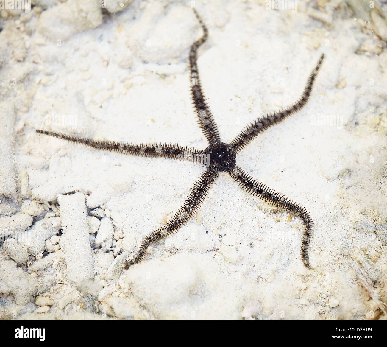 Brittle stars or ophiuroids starfish on coral light bottom Stock Photo