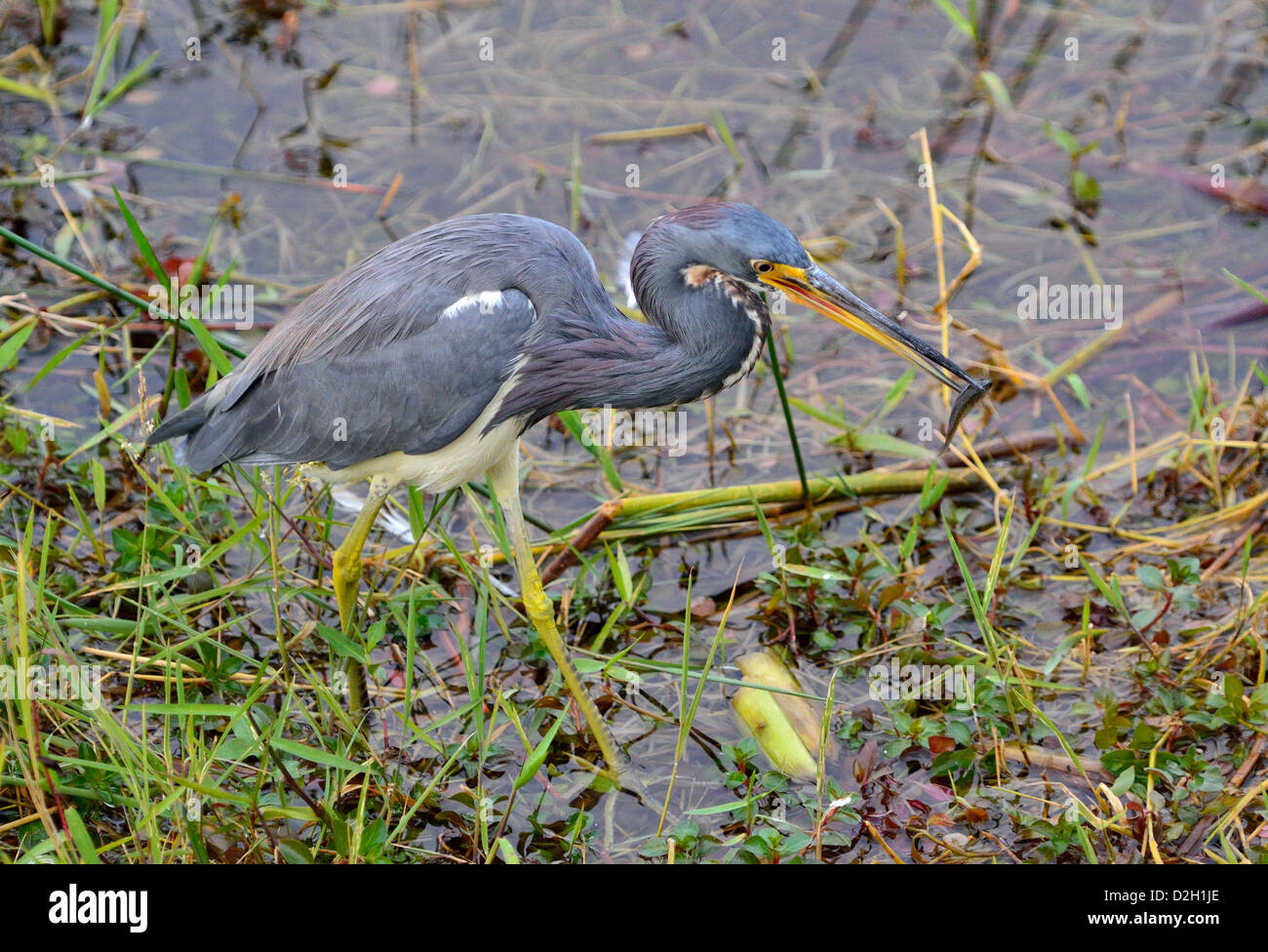 A great blue heron caught a fish. The Everglades National Park, Florida, USA. Stock Photo