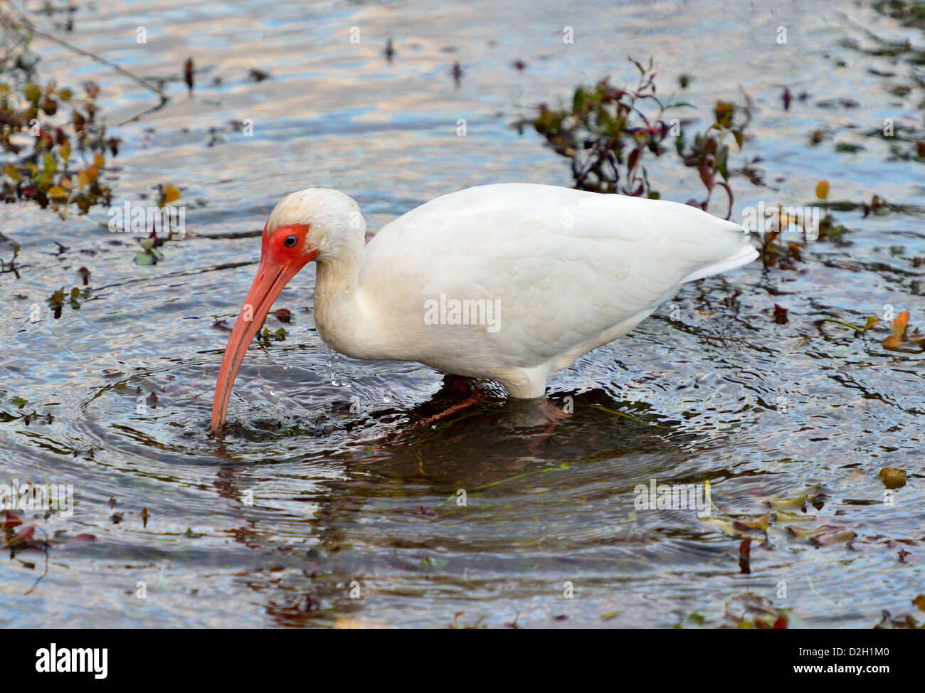A white ibis wading in swamp. The Everglades National Park, Florida, USA. Stock Photo