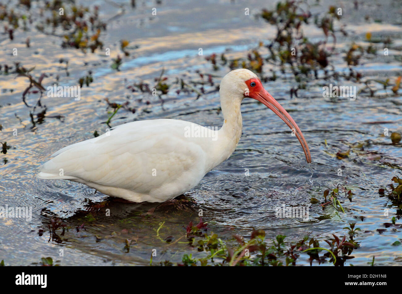 A white ibis wading in swamp. The Everglades National Park, Florida, USA. Stock Photo