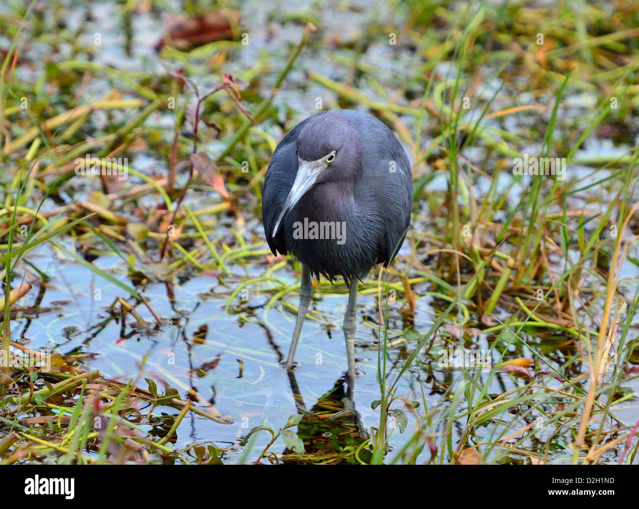Florida marsh bird hires stock photography and images Alamy