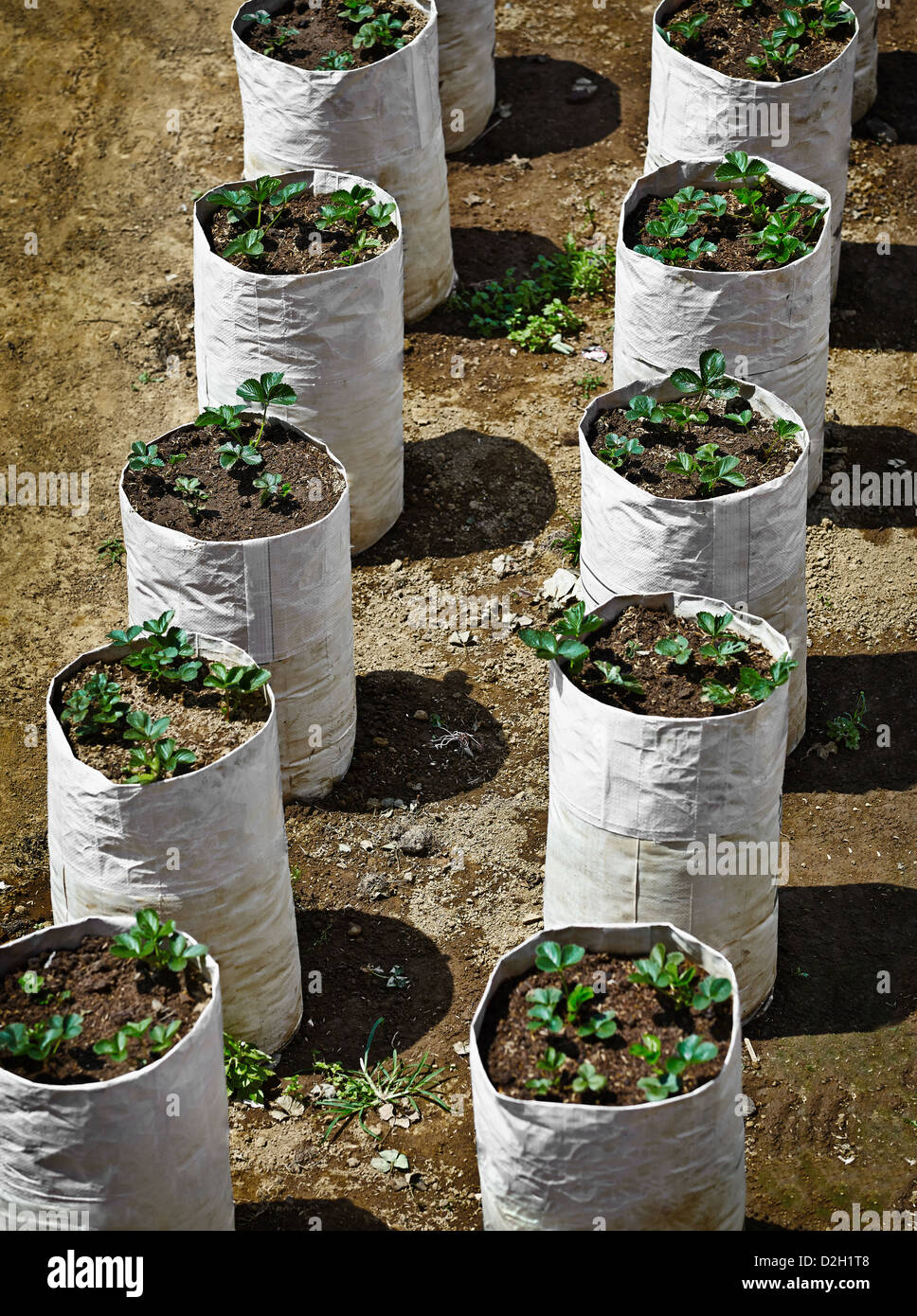 Strawberry plants cultivation in sacks with soil Stock Photo Alamy