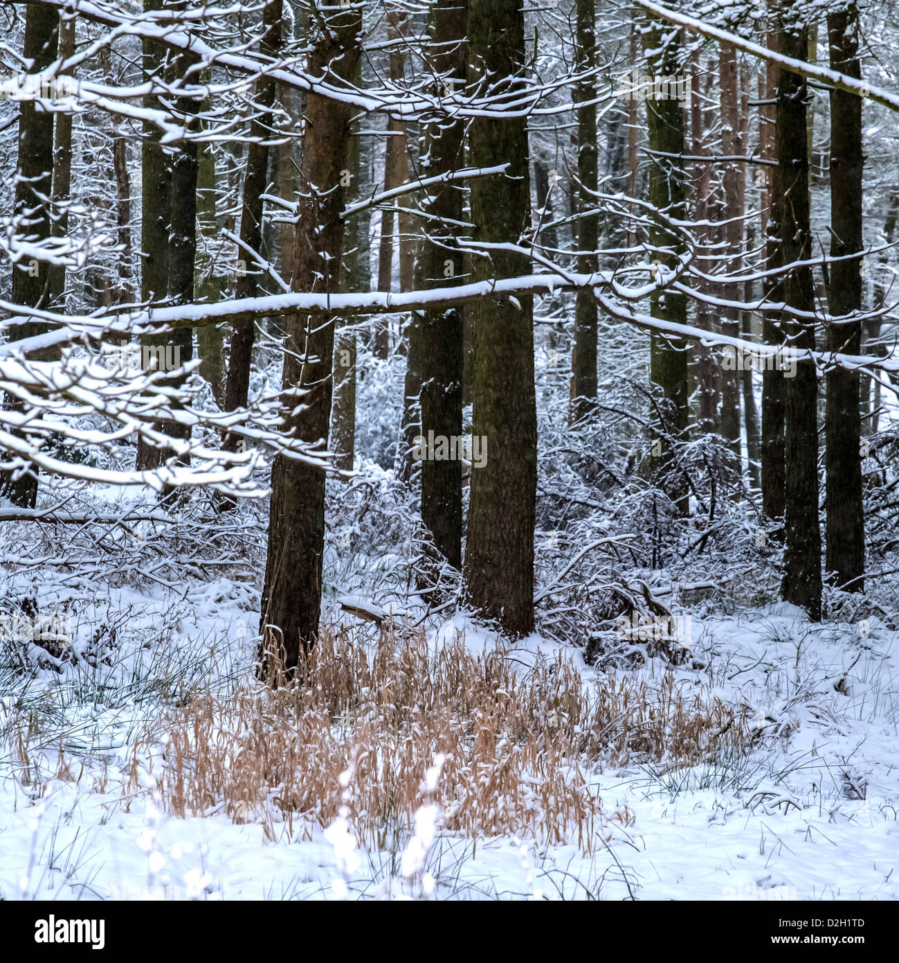 Campus closed to public amidst winter storm, classes still held – The  Scarlet \u0026 Black, image size:1299x1390
