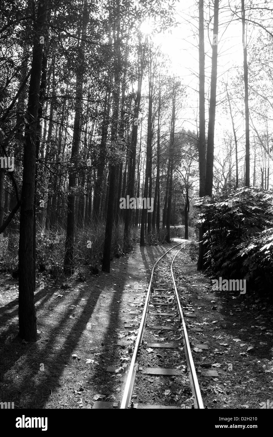 Train railroad passing through the middle of the wood surrounded by tall trees, Shanghai, China Stock Photo