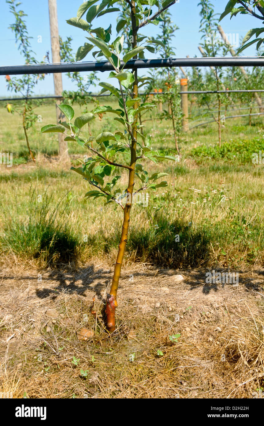 tall spindle tree with drip irrigation in Upstate New York Stock Photo