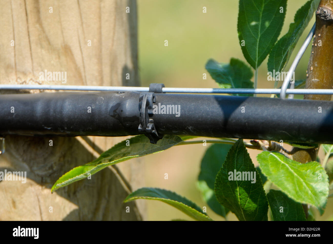 drip irrigation in apple orchard Stock Photo Alamy